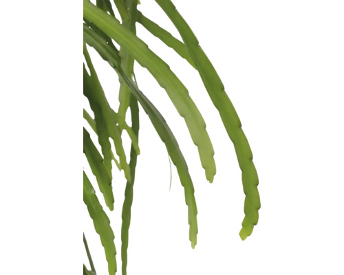 Epiphyllum plant met lange, groene scheuten.