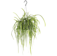 Hangplant in pot met ophangsysteem