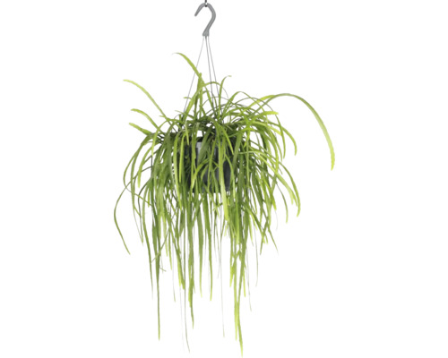Hangplant in pot met ophangsysteem