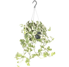 Hangplant met groen-witte bladeren in een pot met ophangsysteem