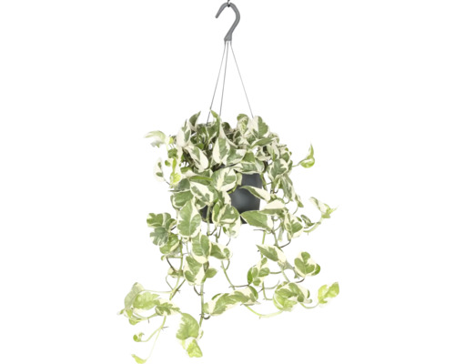 FLORASELF Hangplant Drakenklimop Scindapsus N'Joy potmaat Ø 17 cm H 25 cm Hangplant met groen-witte bladeren in een pot met ophangsysteem