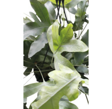 Overzicht van een mand met hertshoorn kamerplant.