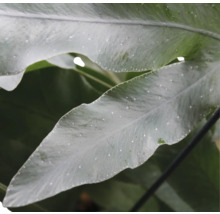 Close-up van varenbladeren