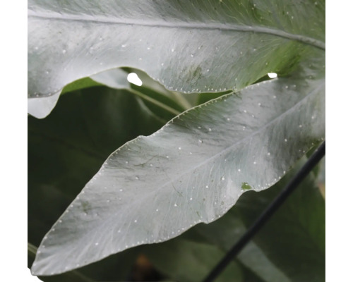 Close-up van varenbladeren