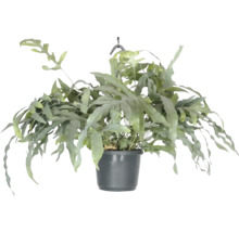 Hangplant in een pot