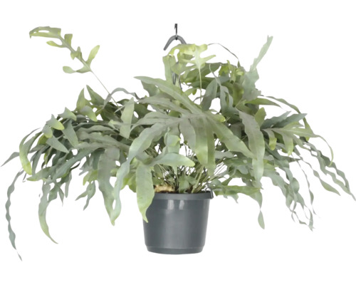 FLORASELF Hangplant Zinkvaren Phlebodium Aureum Blue Star potmaat Ø 17 cm H 30 cm Hangplant in een pot