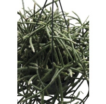 FLORASELF Hangplant Koraalcactus Rhipsalis Baccifera Horrida potmaat Ø 17 cm H 30 cm