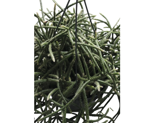 Hangende Rhipsalis kamerplant in close-up