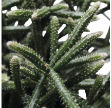 FLORASELF Hangplant Koraalcactus Rhipsalis Baccifera Horrida potmaat Ø 17 cm H 30 cm