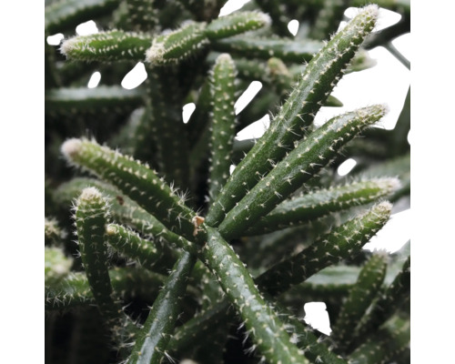 Close-up van een Rhipsalis cactus met kleine stekels