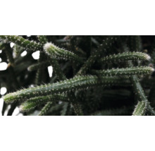 FLORASELF Hangplant Koraalcactus Rhipsalis Baccifera Horrida potmaat Ø 17 cm H 30 cm