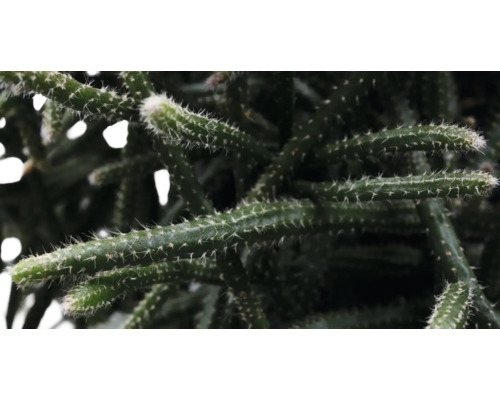 Close-up van een cactus met stekels