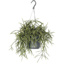 FLORASELF Hangplant Koraalcactus Rhipsalis Baccifera Horrida potmaat Ø 17 cm H 30 cm