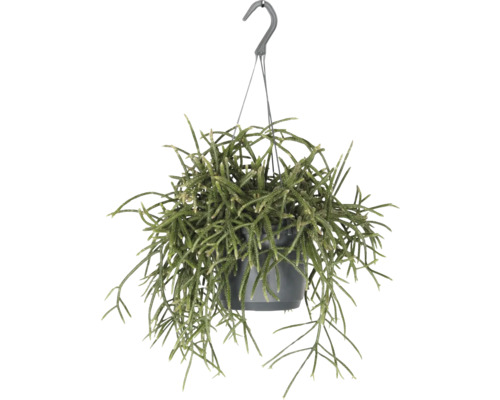 FLORASELF Hangplant Koraalcactus Rhipsalis Baccifera Horrida potmaat Ø 17 cm H 30 cm FLORASELF Hangplant Koraalcactus Rhipsalis Baccifera Horrida potmaat Ø 17 cm H 30 cm