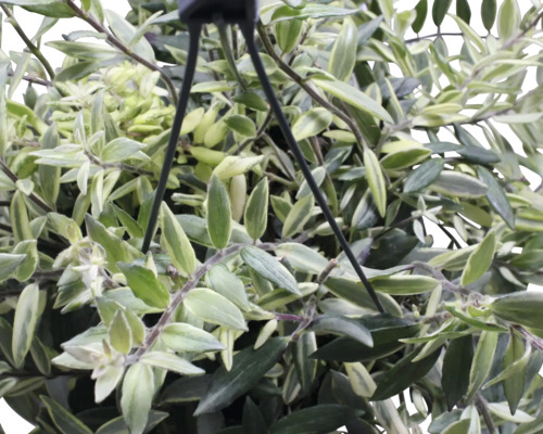 Hangplant met groen-witte bladeren in een hangpot.