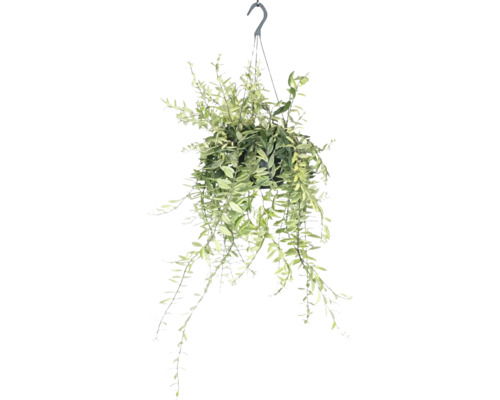FLORASELF Hangplant Lipstickplant Aeschynanthus Bolero Bicolore potmaat Ø 17 cm H 45 cm Hangplant met groene bladeren in een pot, klaar om op te hangen