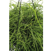 FLORASELF Hangplant Koraalcactus Rhipsalis Cassutha potmaat Ø 17 cm H 35 cm
