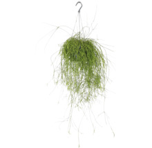Hangende Rhipsalis kamerplant met haak