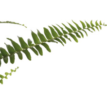 Tak varen met groene bladeren