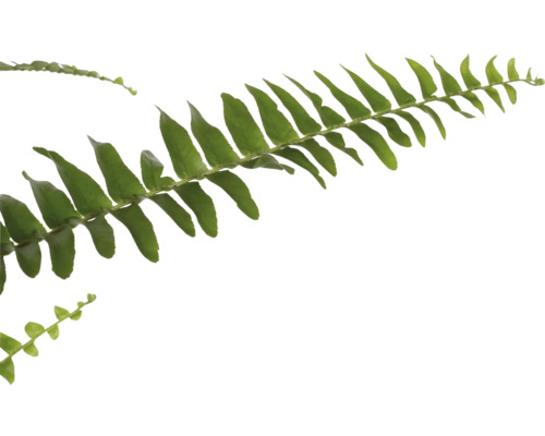 Tak varen met groene bladeren