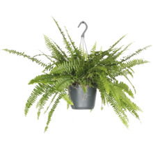 Hangplant met varen in een pot