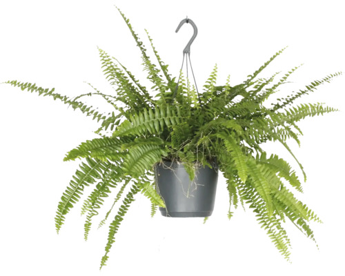 FLORASELF Hangplant Krulvaren Nephrolepis Green Lady potmaat Ø 17 cm H 35 cm Hangplant met varen in een pot