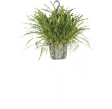 Hangplant met groene bladeren in een pot met hanger