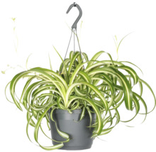 Hangplant met groene en witte bladeren in pot