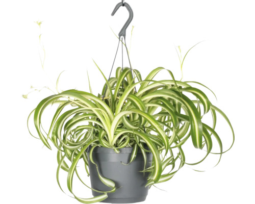 FLORASELF Hangplant Graslelie Chlorophytum Bonnie potmaat Ø 17 cm H 30 cm Hangplant met groene en witte bladeren in pot
