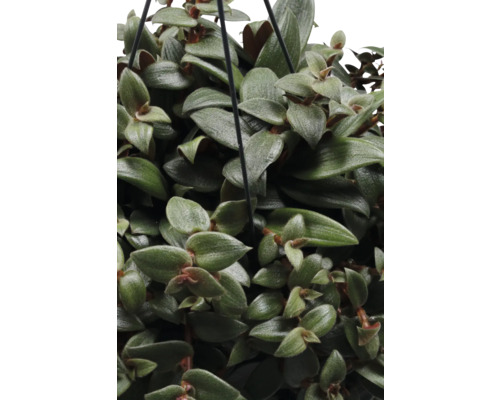 Hangplant met groene bladeren in close-up