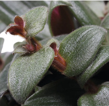 Close-up van een Tradescantia kamerplant met groene bladeren