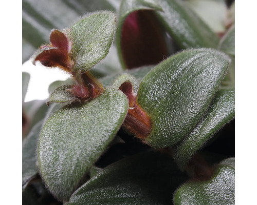 Close-up van een Tradescantia kamerplant met groene bladeren