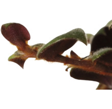 Close-up van een kamerplant met bladeren en stengel