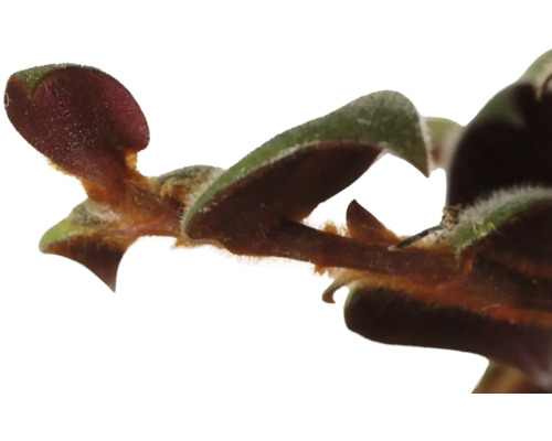 Close-up van een kamerplant met bladeren en stengel