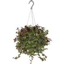 Hangplant in pot met hanger