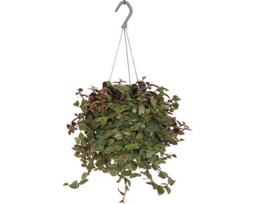 FLORASELF Hangplant Eendagsbloem Tradescantia Brown Hill potmaat Ø 17 cm H 40 cm Hangplant in pot met hanger