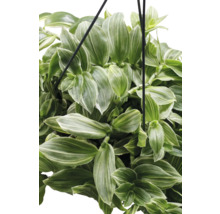 Hangplant met groene bladeren