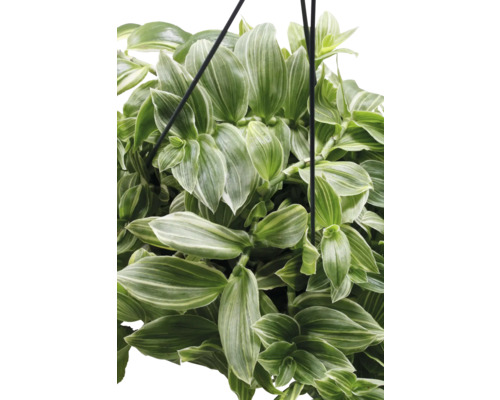 FLORASELF Hangplant Eendagsbloem Tradescantia Ivory Hill potmaat Ø 17 cm H 40 cm Hangplant met groene bladeren