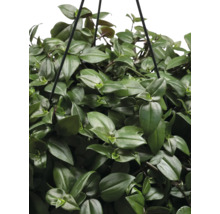 Hangplant met groene bladeren