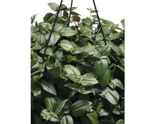 Hangplant met groene bladeren
