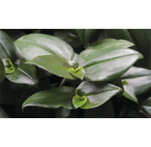 Close-up van een Tradescantia plant met groene bladeren.