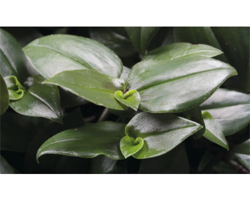 Close-up van een Tradescantia plant met groene bladeren.