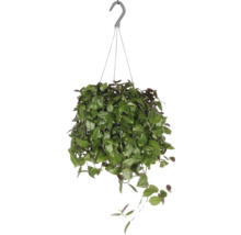 Hangplant met groene bladeren en haak