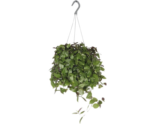 FLORASELF Hangplant Eendagsbloem Tradescantia Green Hill potmaat Ø 17 cm H 40 cm Hangplant met groene bladeren en haak