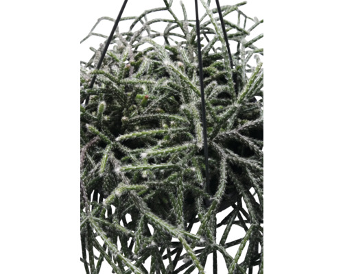 Hangplant met groene scheuten en fijne witte haartjes