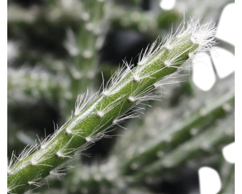 Close-up van een groene cactus met witte stekels