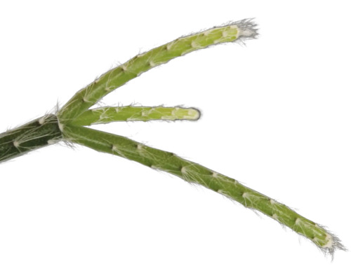 Close-up van een Rhipsalis takstuk
