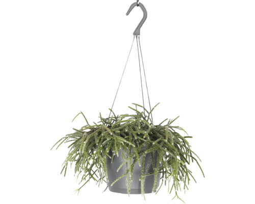 FLORASELF Hangplant Koraalcactus Rhipsalis Pilocarpa potmaat Ø 17 cm H 35 cm Hangplant met groene scheuten in pot