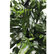Hangplant met groene bladeren