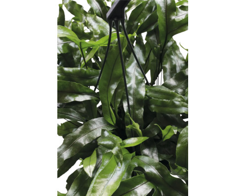 Hangplant met groene bladeren